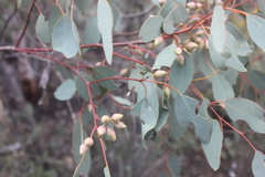 Eucalyptus drummondii
