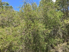 Melaleuca nodosa