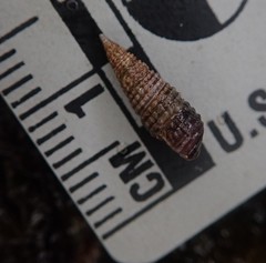 Cerithiopsis stejnegeri