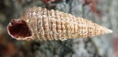 Cerithiopsis stejnegeri