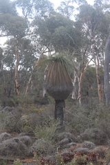 Xanthorrhoea drummondii