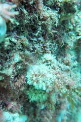 Pycnoclavella tabella