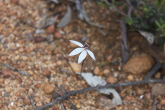 Caladenia saccharata