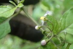 Solanum opacum