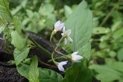 Solanum opacum
