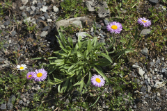 Erigeron caucasicus venustus