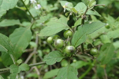 Solanum opacum