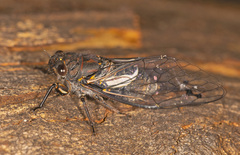 Gelidea torrida