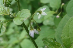 Solanum opacum