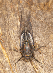Gelidea torrida