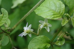 Solanum opacum