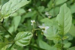 Solanum opacum
