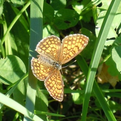 Melitaea celadussa