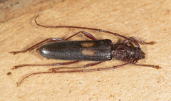 Epithora dorsalis