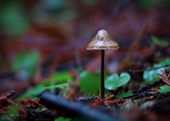 Entoloma cetratum