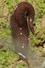 Australopacifica spectabilis