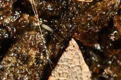 Parisotoma notabilis