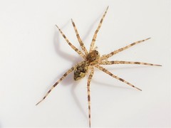 Dolomedes tenebrosus