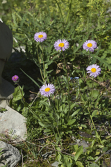 Erigeron caucasicus venustus