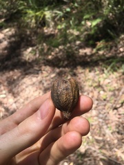 Eucalyptus planchoniana