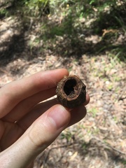 Eucalyptus planchoniana