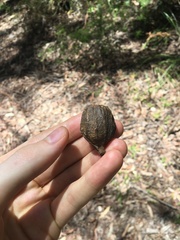 Eucalyptus planchoniana