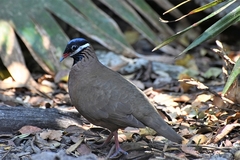 Starnoenas cyanocephala