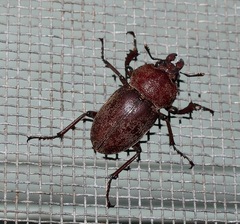 Cacostomus squamosus