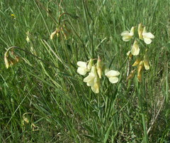 Lathyrus pannonicus collinus