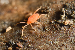 Smarididae