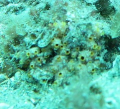 Stolonica australis