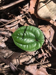 Dioscorea transversa