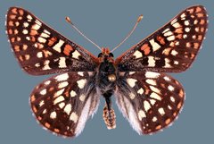 Euphydryas anicia maria