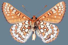 Euphydryas anicia maria
