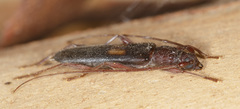 Epithora dorsalis