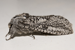 Endoxyla coscinophanes