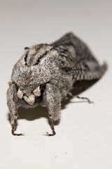 Endoxyla coscinophanes