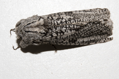 Endoxyla coscinophanes