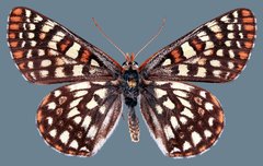 Euphydryas anicia maria