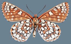 Euphydryas anicia maria