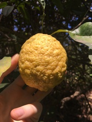 Citrus × taitensis
