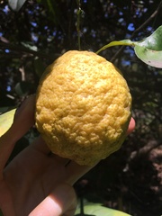 Citrus × taitensis