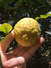 Citrus × taitensis
