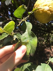 Citrus × taitensis