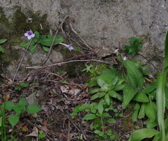Streptocarpus rexii