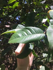 Citrus × taitensis