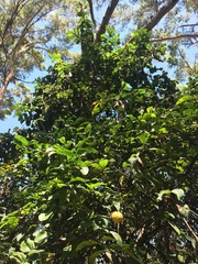 Citrus × taitensis
