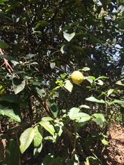 Citrus × taitensis