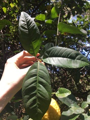 Citrus × taitensis