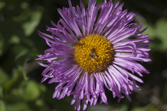Erigeron caucasicus venustus